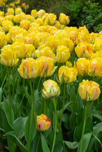 Load image into Gallery viewer, Tulip Double Late Akebono 98017212