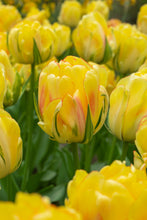 Load image into Gallery viewer, Tulip Double Late Akebono 98017212