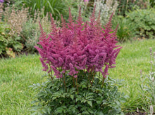Load image into Gallery viewer, OpenPlantData Astilbe Vision