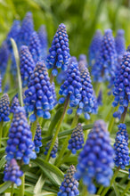 Load image into Gallery viewer, Muscari - Armeniacum 27732509