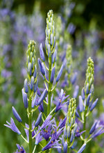 Load image into Gallery viewer, Camassia - Quamash Blue Melody 22326306