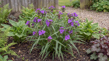 Load image into Gallery viewer, OpenPlantData Tradescantia Andersoniana Group Concord Grape
