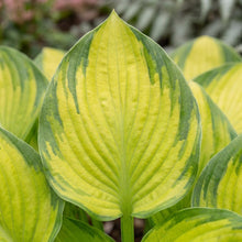 Load image into Gallery viewer, OpenPlantData Hosta Stained Glass