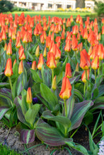 Load image into Gallery viewer, Tulip Kaufmanniana Park Dreamway 67047212