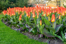 Load image into Gallery viewer, Tulip Kaufmanniana Park Dreamway 67047212