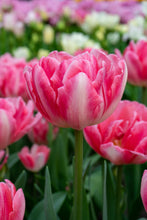 Load image into Gallery viewer, Tulip Double Early Foxtrot 56997212