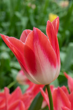Load image into Gallery viewer, Tulip Lily Flowering Strawberry Romanoff 97257212