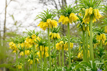 Load image into Gallery viewer, *NEW Fritillaria - Lutea 27561420