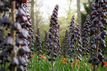 Load image into Gallery viewer, Fritillaria - Persica 27571420