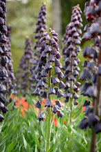 Load image into Gallery viewer, Fritillaria - Persica 27571420