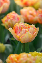 Load image into Gallery viewer, Tulip Double Early Foxy Foxtrot 48847212