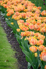 Load image into Gallery viewer, Tulip Double Early Foxy Foxtrot 48847212