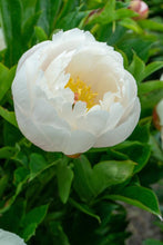 Load image into Gallery viewer, Love Affair (ITOH/Mid to Late Season Bloom)