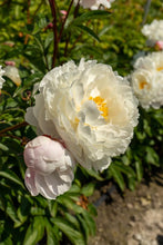 Load image into Gallery viewer, Vogue (Herbaceous / Mid Season)