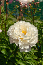 Load image into Gallery viewer, Vogue (Herbaceous / Mid Season)