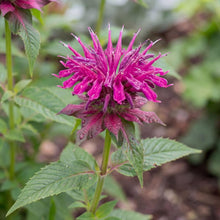 Load image into Gallery viewer, OpenPlantData Monarda Bee Free