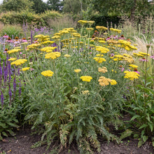 Load image into Gallery viewer, OpenPlantData Achillea Coronation Gold
