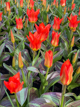 Load image into Gallery viewer, Tulip Kaufmanniana Park Dreamway 67047212
