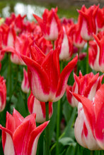 Load image into Gallery viewer, Tulip Lily Flowering Strawberry Romanoff 97257212