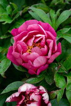 Load image into Gallery viewer, Yankee Doodle Dandy (ITOH/Mid to Late Season Bloom)