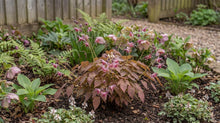 Load image into Gallery viewer, OpenPlantData Epimedium Pretty in Pink
