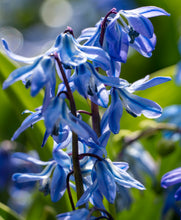 Load image into Gallery viewer, Scilla - Siberica 27827908