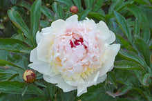 Load image into Gallery viewer, Madame de Verneville (Herbaceous / Early)