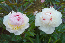 Load image into Gallery viewer, Madame de Verneville (Herbaceous / Early)