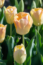 Load image into Gallery viewer, *NEW Tulip Darwin Hybrid Jade Maiden 34817212