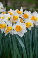 Load image into Gallery viewer, *NEW Daffodil Trumpet - Orange Sunset 92618514