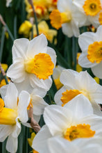 Load image into Gallery viewer, *NEW Daffodil Trumpet - Orange Sunset 92618514