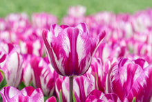 Load image into Gallery viewer, *NEW Tulip Triumph Ohio 42387212