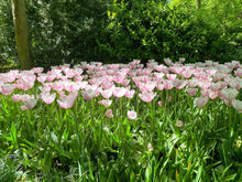 Load image into Gallery viewer, *NEW Tulip Single Late Jumbo Beauty 85627212