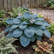 Load image into Gallery viewer, OpenPlantData Hosta Big Daddy