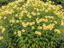 Load image into Gallery viewer, OpenPlantData Helianthus Lemon Queen
