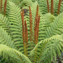 Load image into Gallery viewer, OpenPlantData Osmunda Cinnamomea Cinnamon Fern