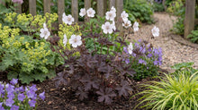 Load image into Gallery viewer, OpenPlantData Geranium pratense Midnight Ghost