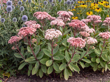 Load image into Gallery viewer, OpenPlantData Hylotelephium Matrona