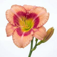 Load image into Gallery viewer, OpenPlantData Hemerocallis Galactic Blush