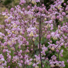 Load image into Gallery viewer, OpenPlantData Thalictrum delavayi