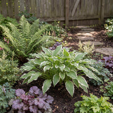 Load image into Gallery viewer, OpenPlantData Hosta Undulata Albomarginata