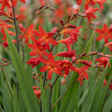 Load image into Gallery viewer, OpenPlantData Crocosmia Miss Scarlet