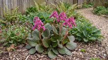 Load image into Gallery viewer, OpenPlantData Bergenia Winterglow