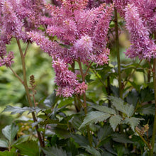 Load image into Gallery viewer, OpenPlantData Astilbe Black Pearls