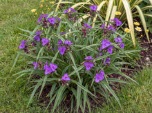 Load image into Gallery viewer, OpenPlantData Tradescantia Andersoniana Group Concord Grape