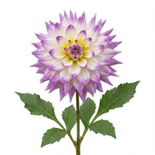 Load image into Gallery viewer, OpenPlantData Dahlia Ferncliff Illusion