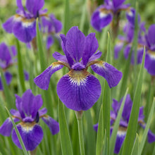 Load image into Gallery viewer, OpenPlantData Iris Gerald Darby