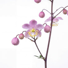 Load image into Gallery viewer, OpenPlantData Thalictrum delavayi
