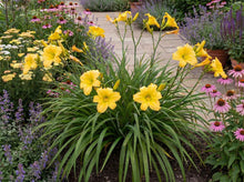 Load image into Gallery viewer, OpenPlantData Hemerocallis Big Time Happy