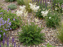 Load image into Gallery viewer, OpenPlantData Filipendula Plena